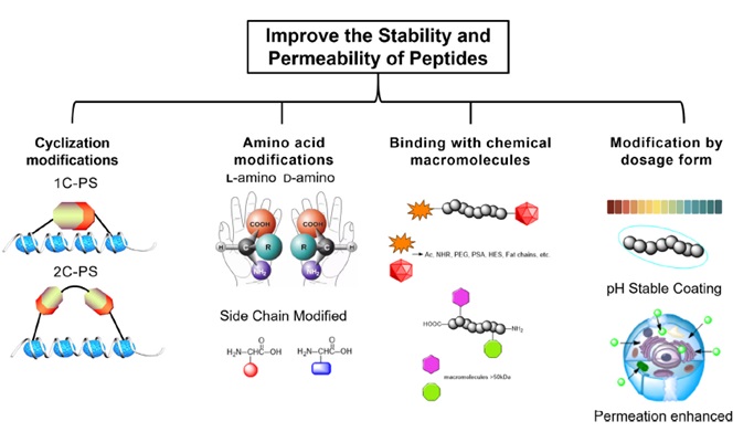 Modification strategies of peptides