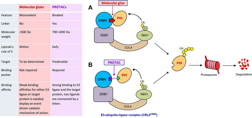 molecular-glues-protac