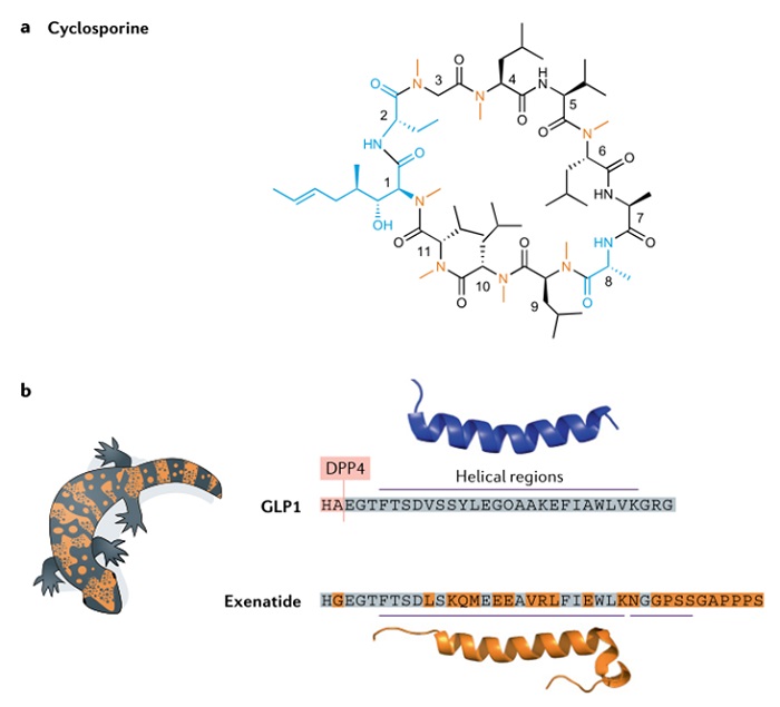 therapies based on natural product peptides