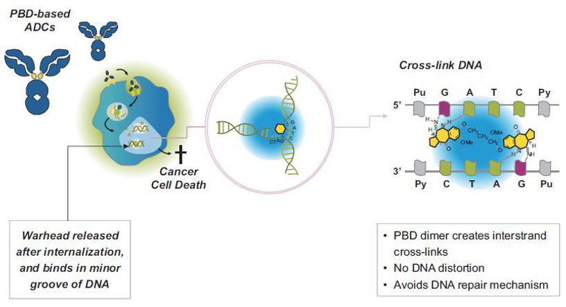 PBD-based-ADC