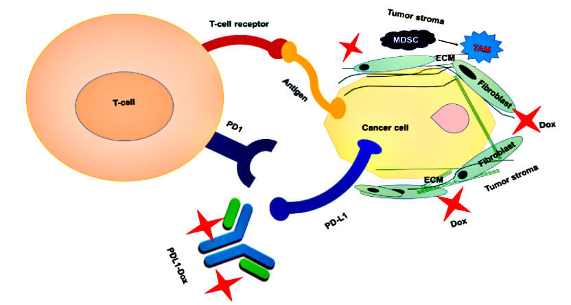 PDL1-Dox-ADC