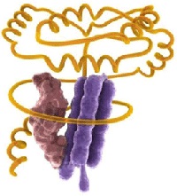 Peginterferon beta 1a 