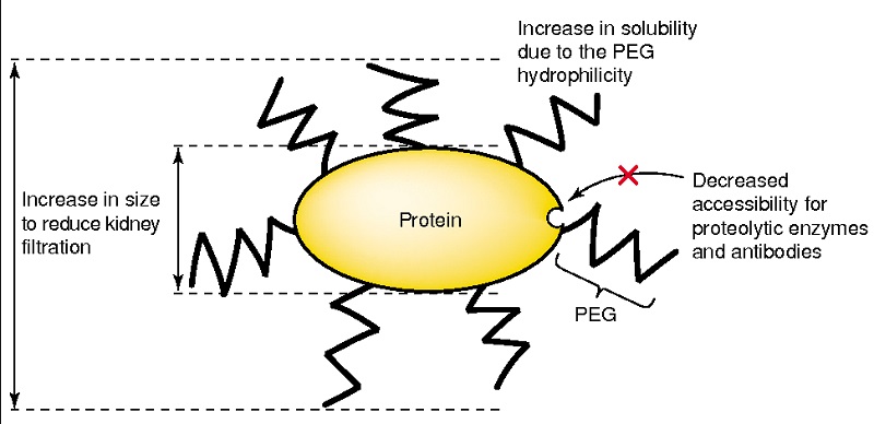 PEGylation-drug-delivery