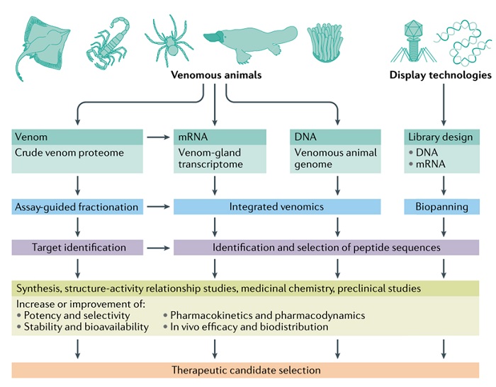 Peptide-drug-discovery-strategies