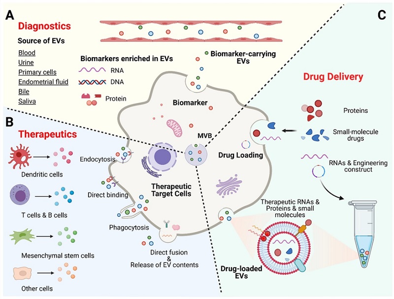 Potential applications of exosomes