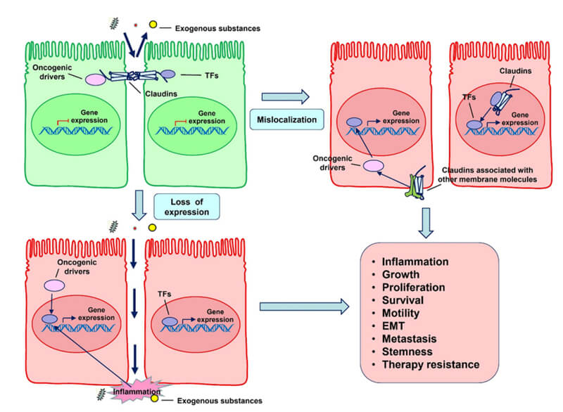 Pro-and-antitumorigenic-roles-of-claudins
