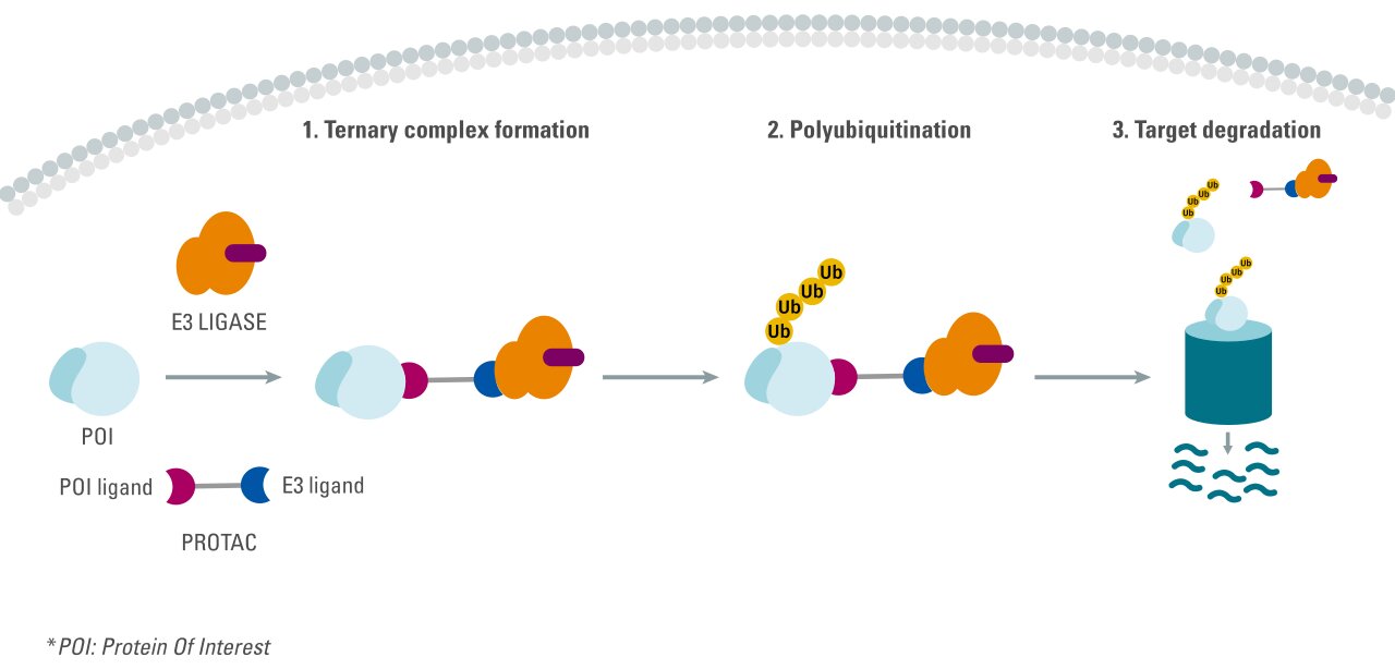 protac-mechanism