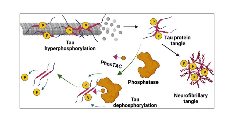 Removal of tau phosphorylation using PhosTAC technology