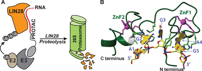 RNA-PROTACs bind RBPs
