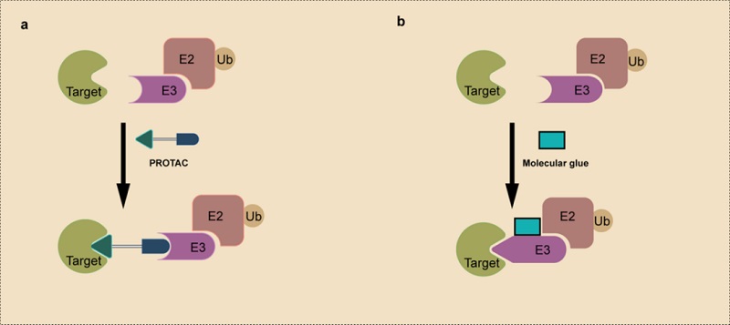 Schematic diagram of molecular glue and PROTAC