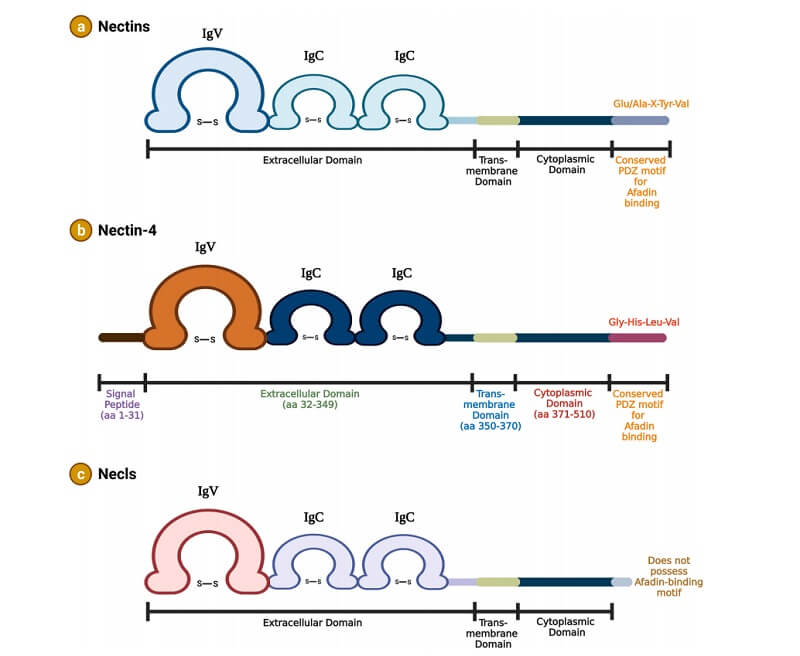 Schematic diagram of the Nectin protein family