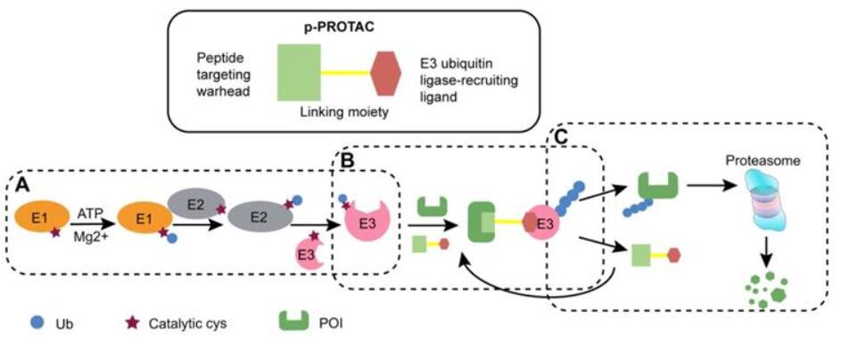 The schematic diagram of p-PROTAC