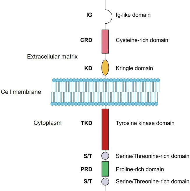 Schematic-domain-structure-of-ROR1