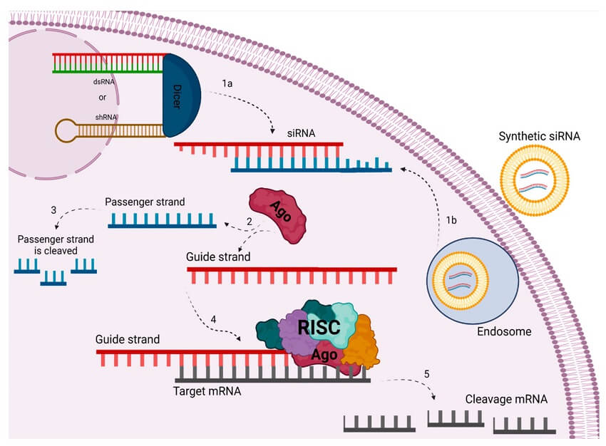 sirna-mechanism