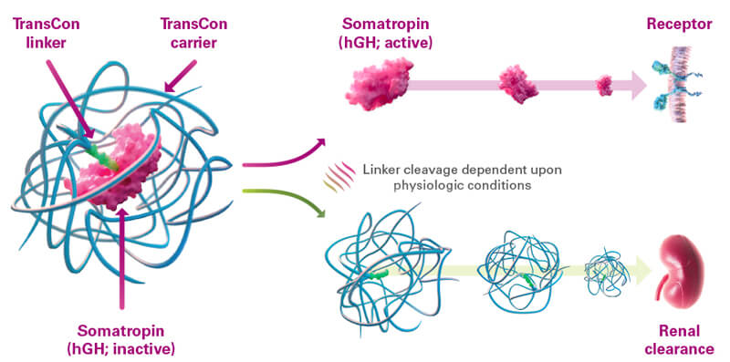 SKYTROFA-transcon-linker