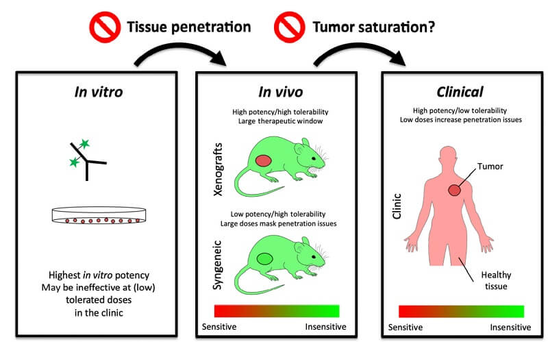 tissue penetration & tumor saturation