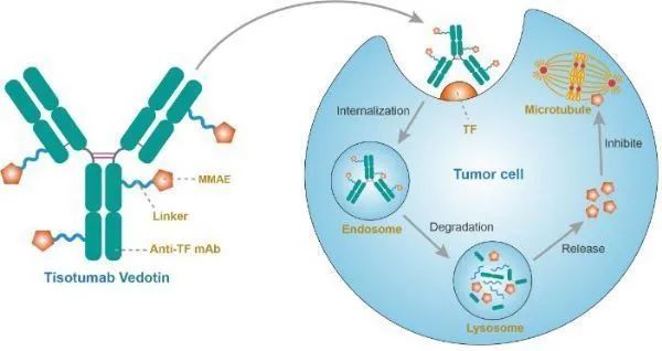 Tivdak_mechanism-of-action
