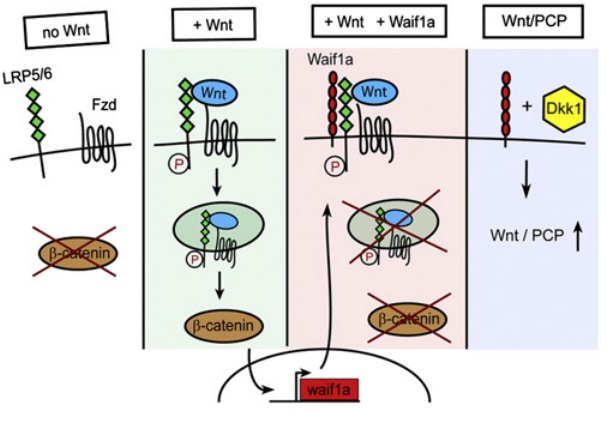 TPBG affects Wnt signaling pathway