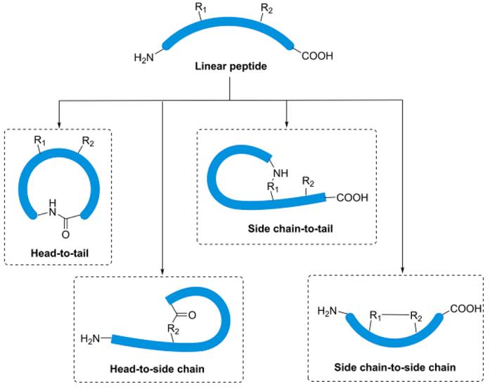 type-of-cyclic-peptides