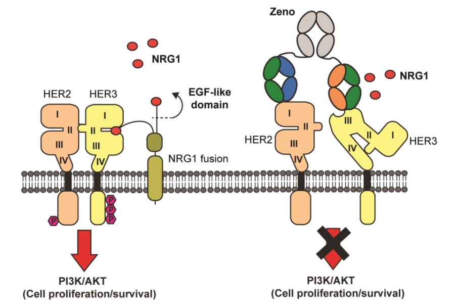 Zenocutuzumab