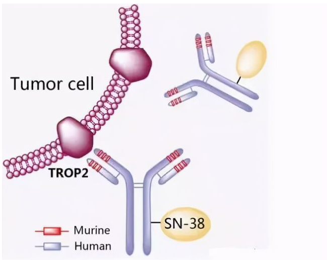 A schematic of the drug Trodelvy