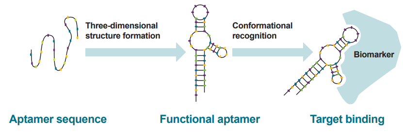 aptamer