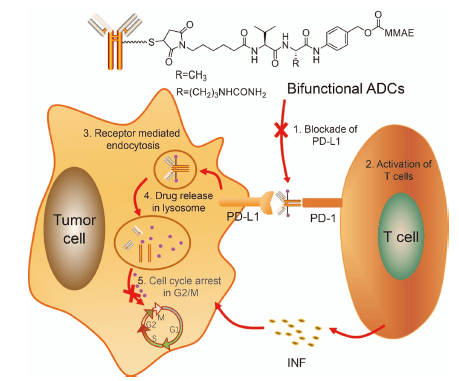 BIFUNCTIONAL-PD-L1-ADC