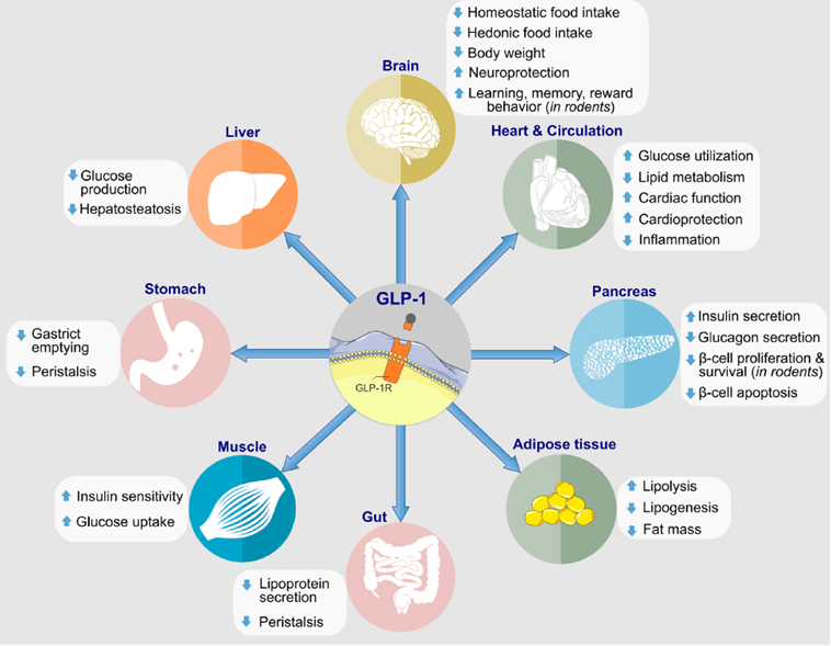 Biological-actions-of -GLP-1