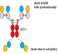BL-B01D1
