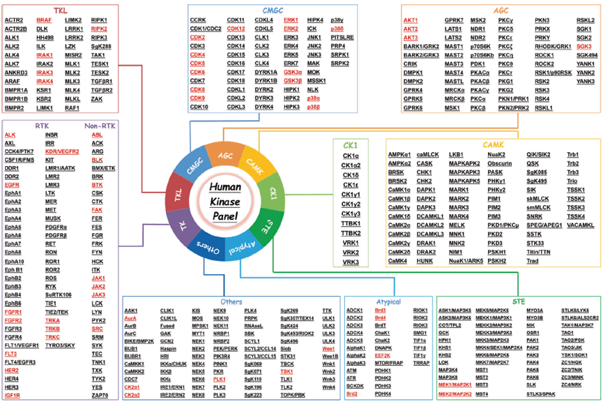 Degradable human kinases and their classification
