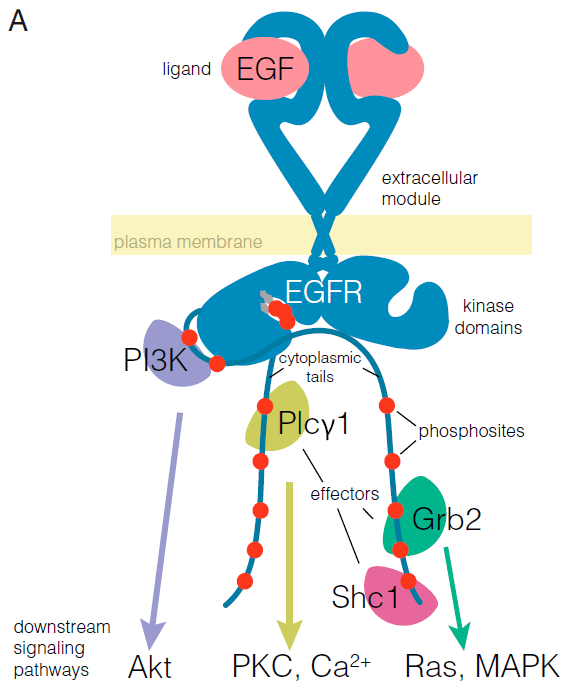 egfr-structure