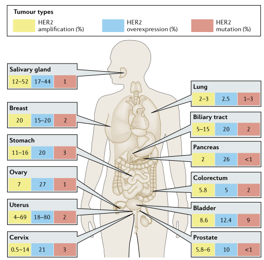 HER2-targeted-therapies-indications