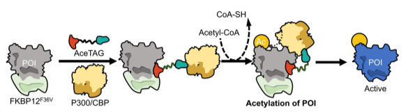 Mechanism of action of AceTAGs