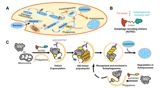 Mechanism of action of AUTACs