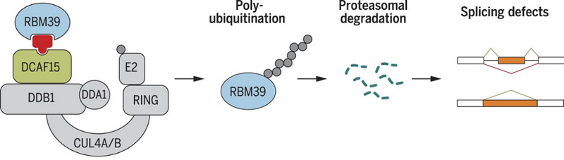 mechanism of action of Indisulam