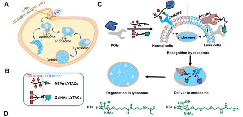 Mechanism of action of LYTACs