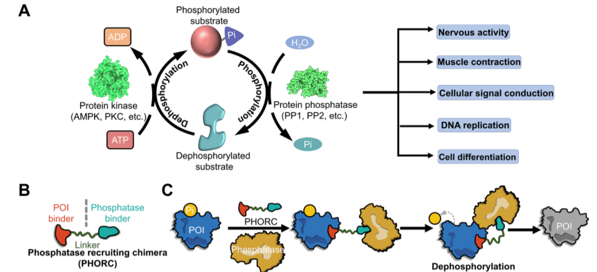 Mechanism of action of PHORCs PhosTACs