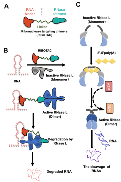 Mechanism of action of RIBOTACs