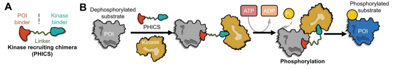 Mechanism of action PHICS