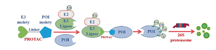 Mechanism of PROTAC-mediated protein degradation