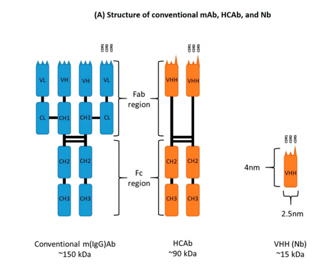 Diagrammatic representation of the structure of conventional m(IgG)Ab, HCAb, and VHH (Nb) 