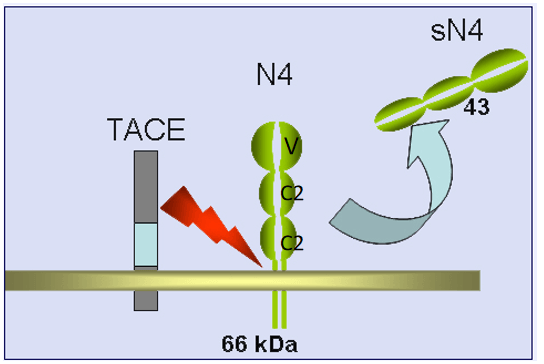 Nectin-4-structure
