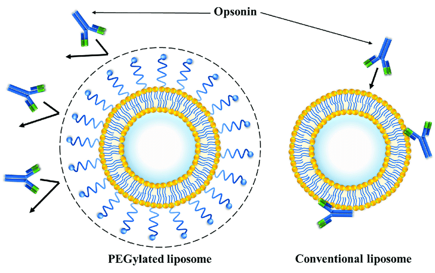 PEGylated-liposome-conventional-liposome