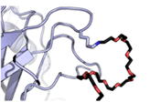 PEGylation