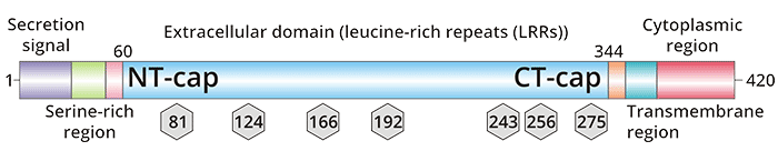 The structure of TPBG