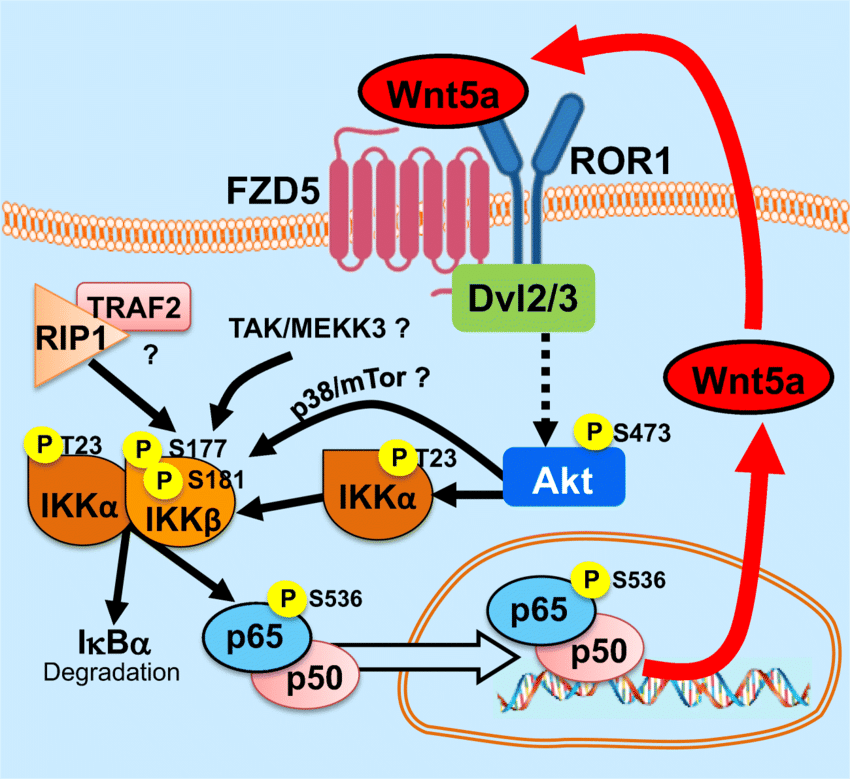 The-Wnt5a-NF-kB-signaling-pathway