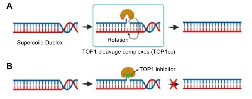 Topoisomerase-I