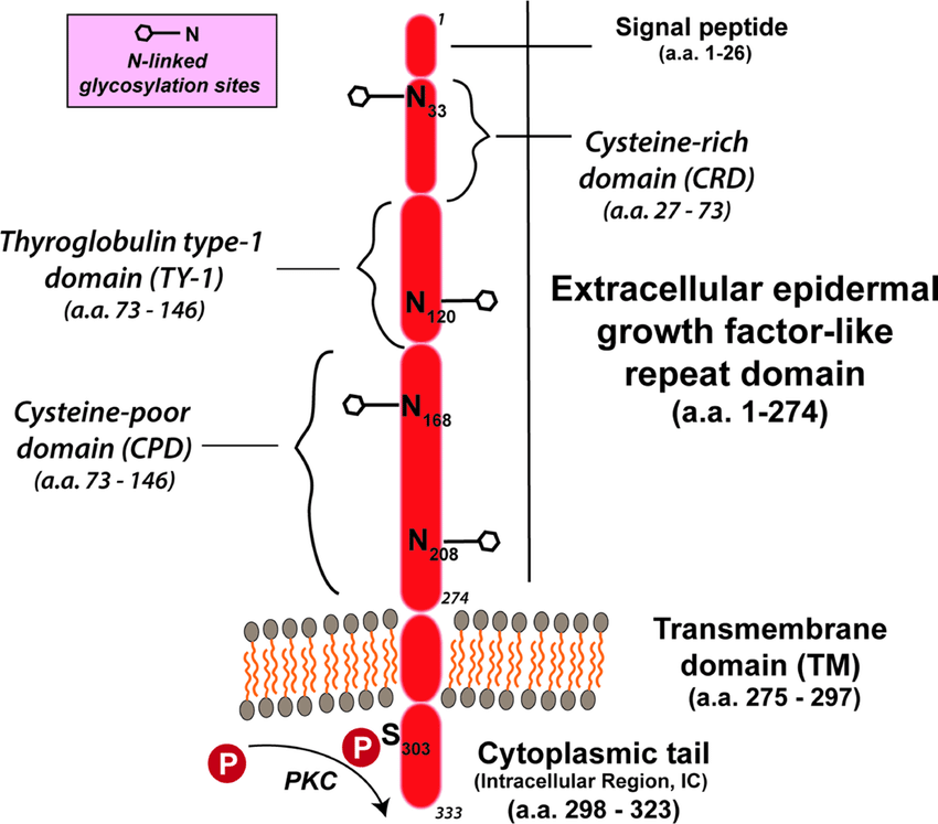 TROP-2 structure